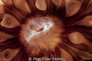 Large Cup Coral in False bay South Africa by Peet J Van Eeden 